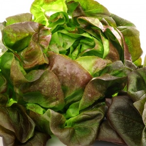 Lettuce Matrioska